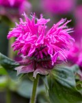Monarda didyma ‘Bee-Free’